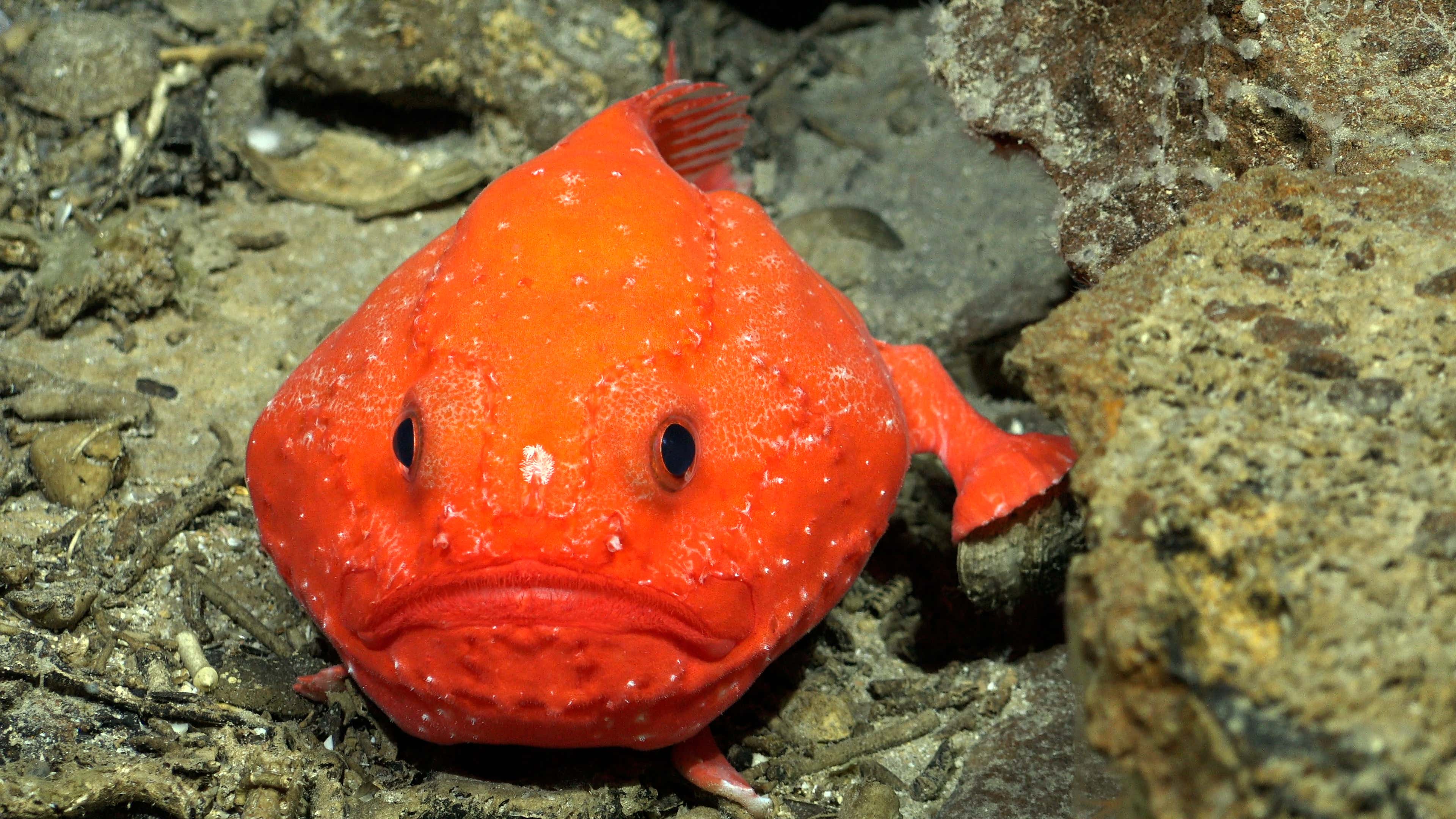 A member of the genus Chaunax, a group of anglerfish commonly known as cane toads.